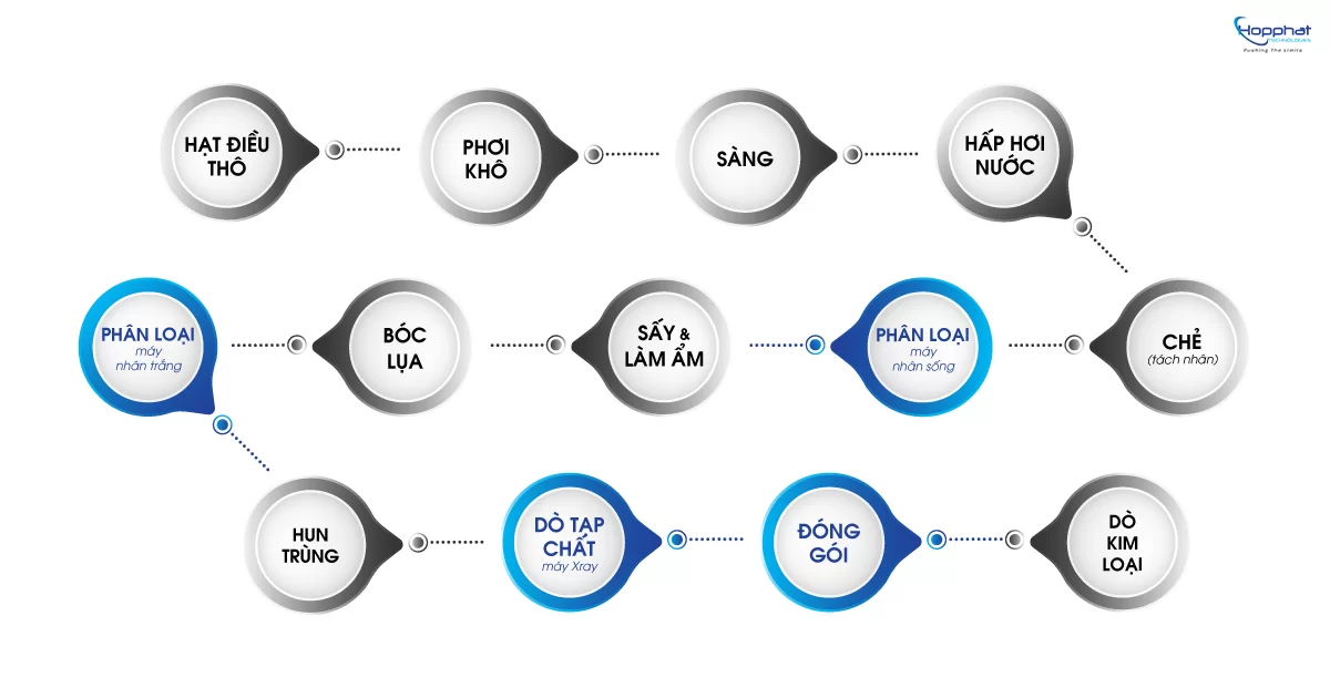 Quy trình sản xuất hạt điều khô xuất khẩu