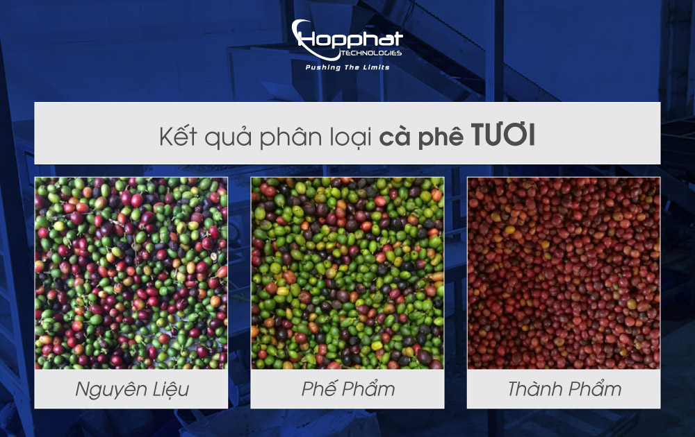 Kết quả phân loại cà phê tươi