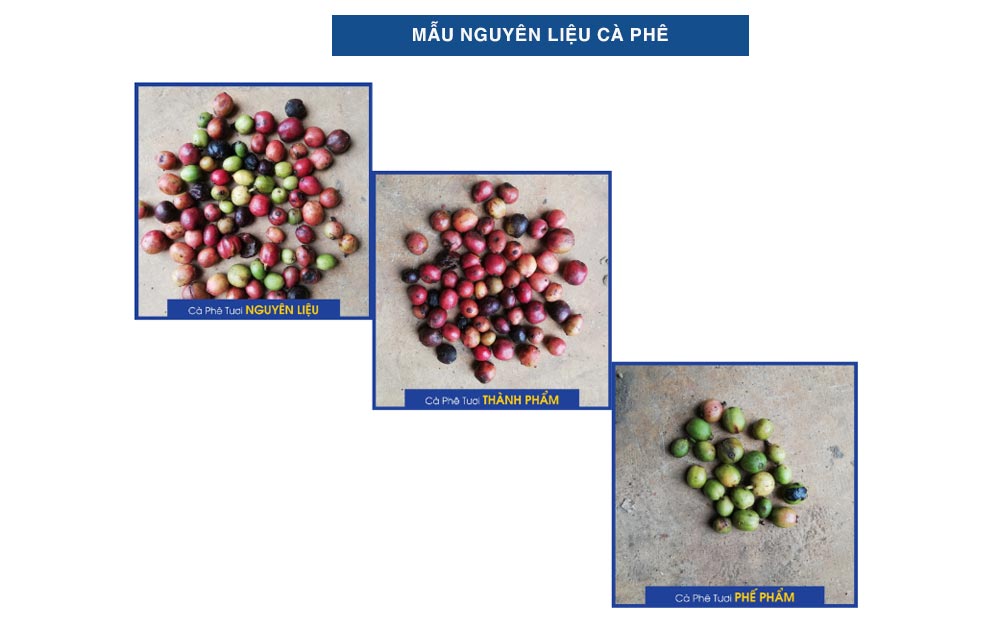 Máy bắn màu đảm bảo những hạt cà phê thành phẩm luôn đạt chất lượng cao.